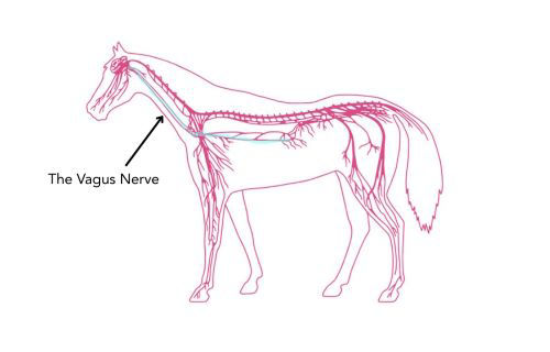 Diagram of the horse's nerovus system, highlighting the vagus nerve